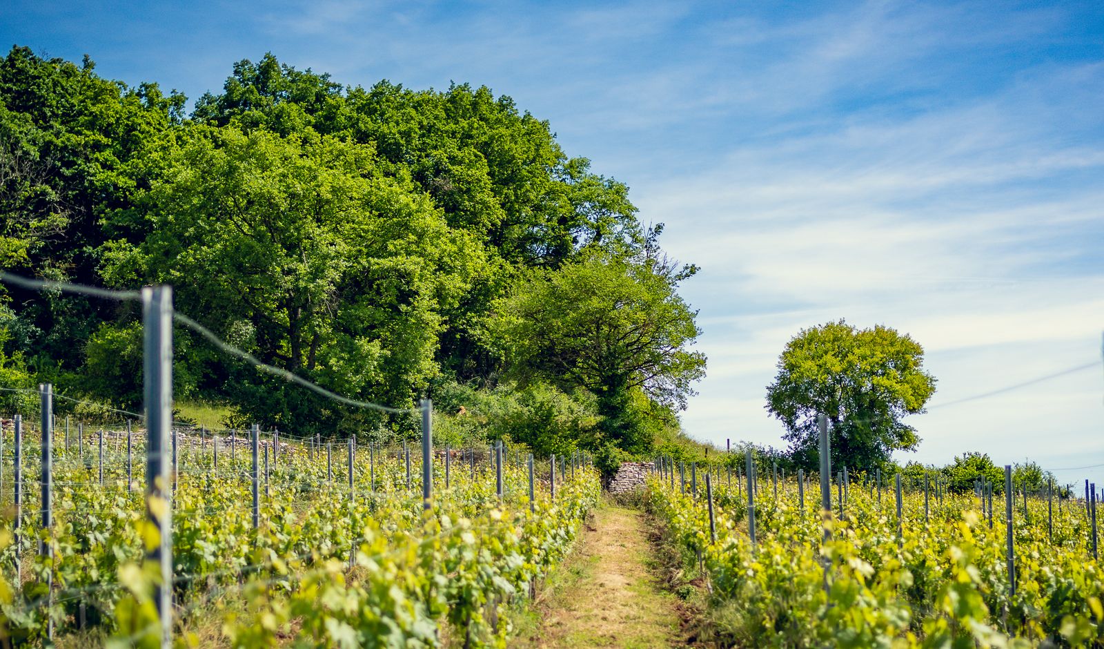 Rangs de vigne montant vers un bois de chênes, sur les hauteurs d'Aluze