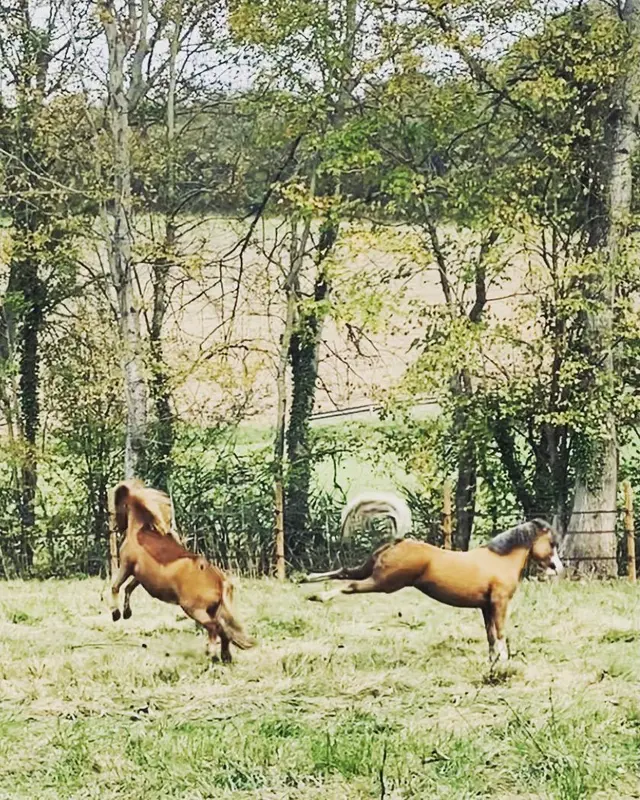 Chevaux au galop dans les prés du domaine