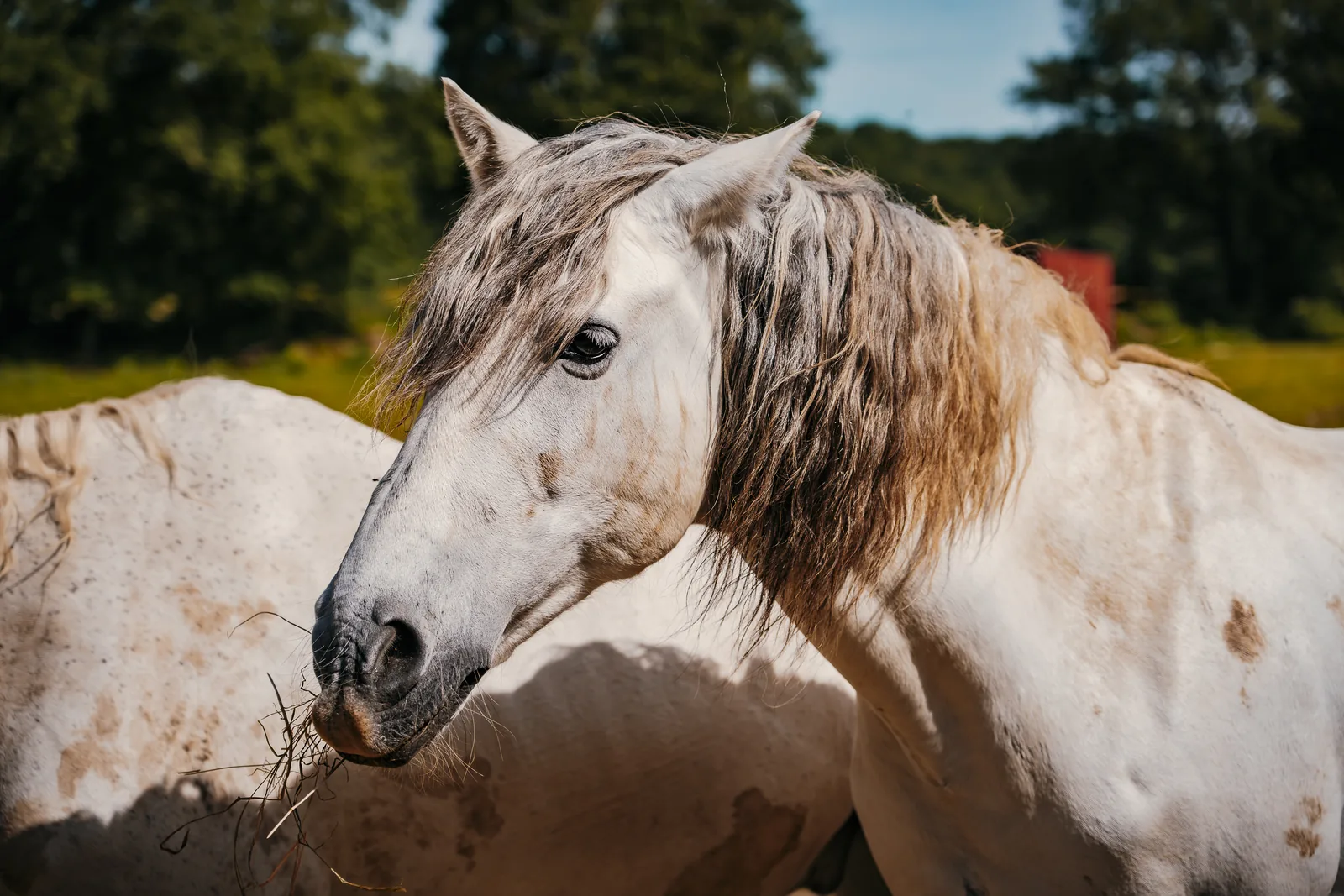 Chevaux blancs au pré sur les hauteurs du domaine