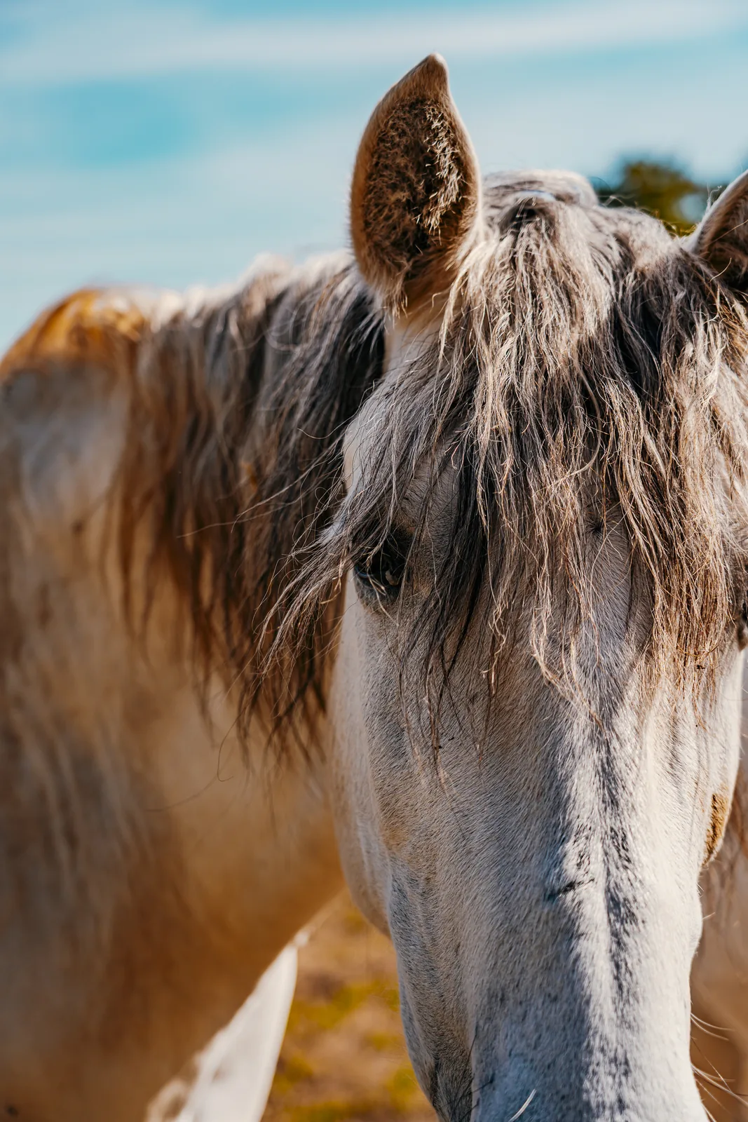 Portrait rapproché d'un cheval blanc à crinière claire