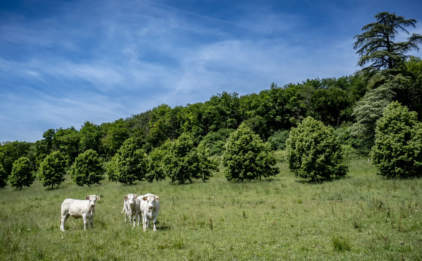 Vaches au pâturage dans un pré du domaine