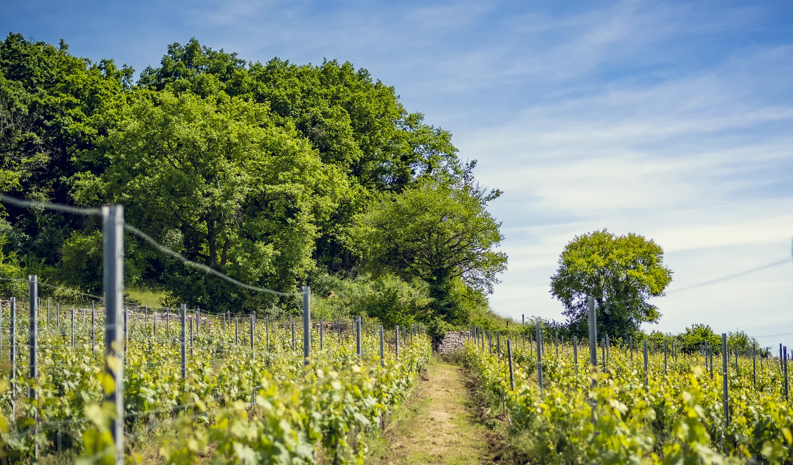 Rangs de vigne du domaine en été