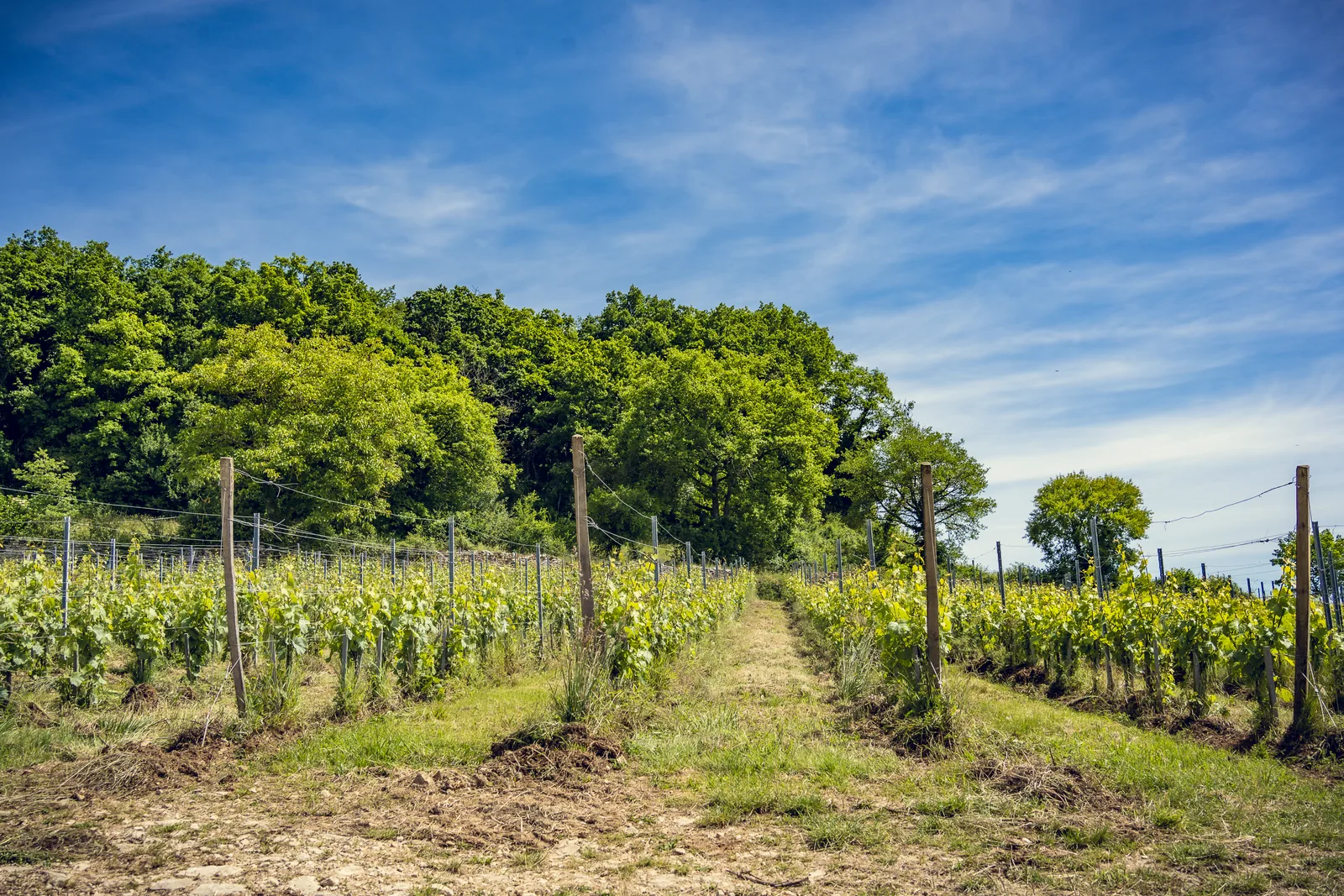 Vignes et hameau d'Aluze au petit matin, coteaux boisés à l'arrière-plan