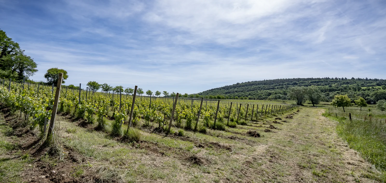 Chemin bordé de vignes descendant vers le village, lumière du matin