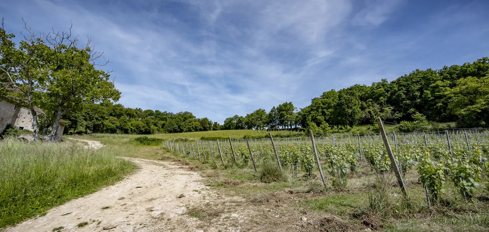 Le vallon et les vignes du domaine en fin de journée