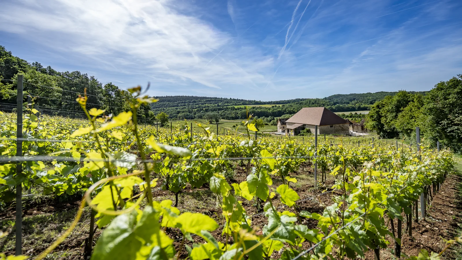 Chemin de vignes menant au domaine